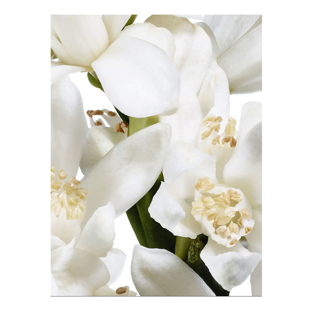 % Diptyque Eau Des Sens Eau de Toilette 100ml Perfume